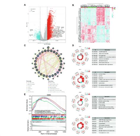 Degs And Functional Enrichment Analysis A Degs Volcano Plot Between