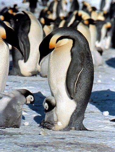 Throng Of New Penguin Colonies In Antarctica Spotted From Space Artofit