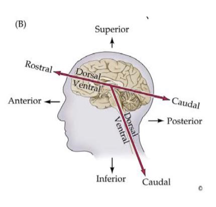 Brain Neuroanatomy Practicum BIOL 109 2 28 22 UNFINISHED III MEDIAL