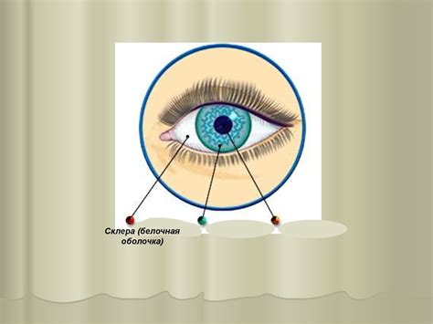 Анатомия, физиология и гигиена сенсорных систем - online presentation