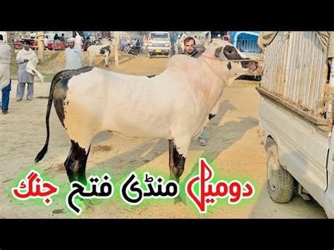 Today Domail Mandi Fateh Jang Latest Update Ll Dhani Bull Ll Taxila