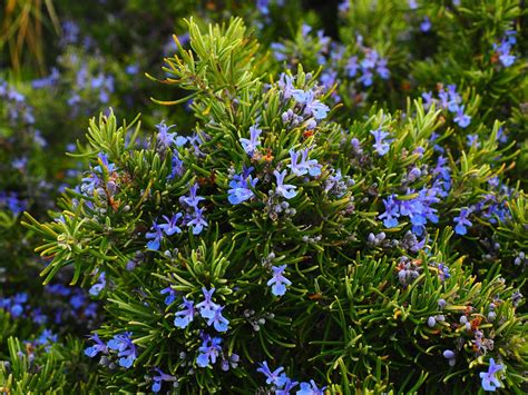 Herb Rosemary Harvest2u