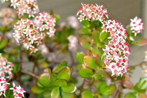 Cultivar A Suculenta Flor De Jade Mais F Cil Do Que Parece Veja Este