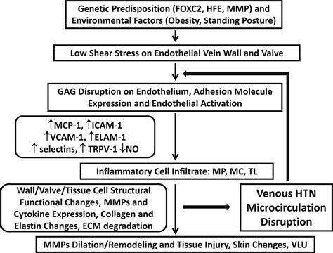 Pathophysiology Of Chronic Venous Disease And Venous Ulcers Surgical