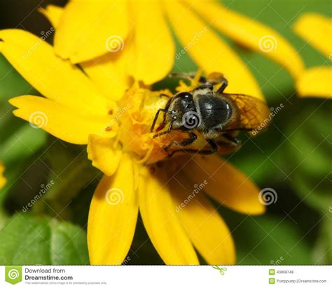 Abeja En La Abeja Que Sorprende Abeja De La Flor Polinizada De La Flor