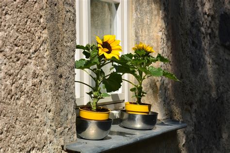 Total 62 Imagen Girasol Cuidados En Casa Abzlocal Mx