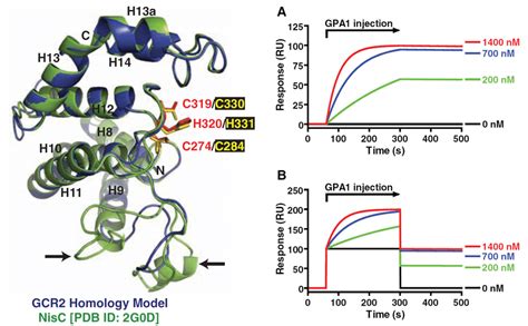 Simulated Surface Plasmon Resonance Binding Curves For A 2 Nm Affinity