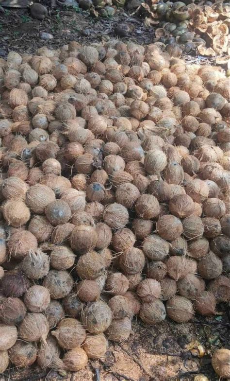 A Grade Solid Semi Husked Dried Coconut Coconut Size Large At Rs