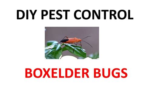 How To Get Rid Of Boxelder Bugs Permanently 2022 Bugwiz