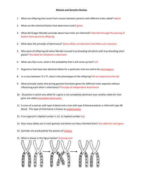 Genetics Study Guide Answers