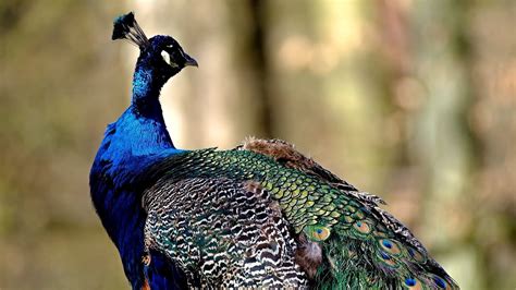 5 Fascinating Facts About Peacocks You Need To Know Youtube