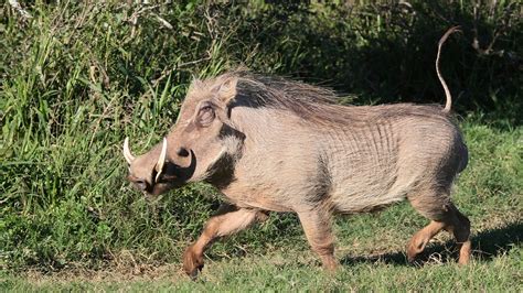 Pet Warthog