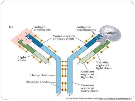 Immunoglobulin Antibody Structure Definition Structure Types