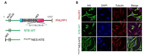 Figures And Data In Phlpp1 Counter Regulates Stat1 Mediated