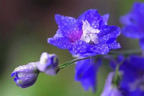 Larkspur Flower Meaning In Urdu Best Flower Site