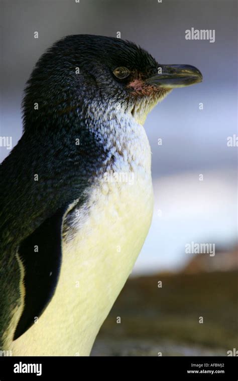 Little Blue Fairy Penguin Hi Res Stock Photography And Images Alamy