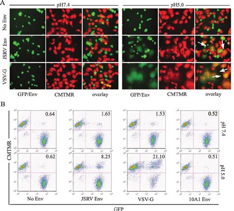 The Jsrv Env Protein Induces Cell Cell Fusion At Low Ph Effector