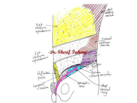 Nerves Of Anterior Abdominal Wall Anatomy Of The Abdomen Ppt