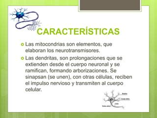 Diapositivas Las Neuronas PPT