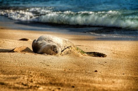 Free Images Beach Sea Coast Nature Sand Rock Ocean Shore Wave