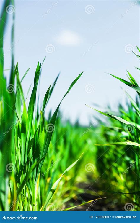 Nokia Grass And Sky Wallpaper