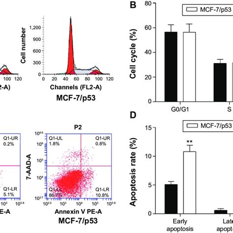 The Effects Of P53 On The Cell Apoptosis And Cell Cycle In Mcf 7 Cells