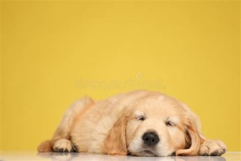 Adorable Cachorro Recuperador Dorado Durmiendo En El Suelo Imagen De