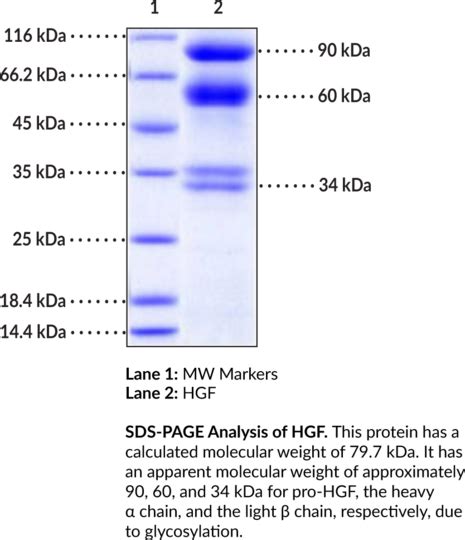 Hgf Human Recombinant