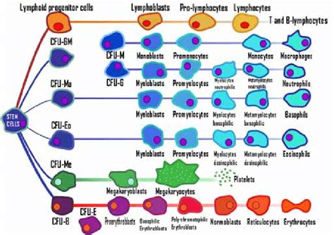 Illustration Of Hematopoiesis All Blood Cells Originate From The Stem