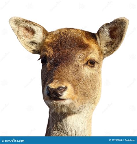 Fallow Deer Hind Portrait Over White Stock Photo Image Of Close