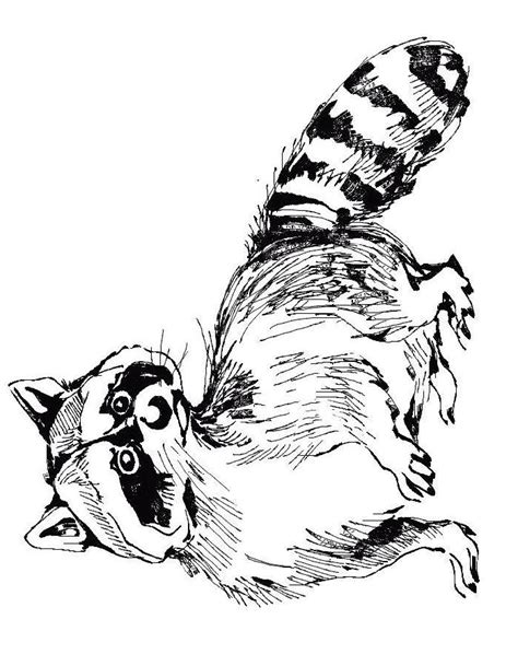 Raccoon Coloring Pages (Free Printable PDF)