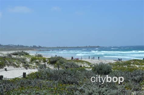 5 BEST Things About Asilomar State Beach