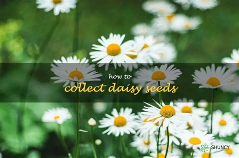 Harvesting Daisy Seeds: A Step-By-Step Guide | ShunCy