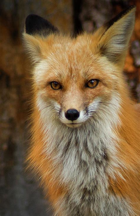 Red Fox Portrait Photograph By John De Bord Fine Art America