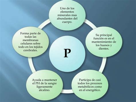 Metabolismo Del Fosforo PPT