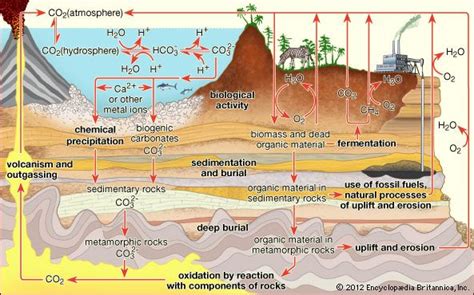 Carbon cycle | ecology | Britannica.com