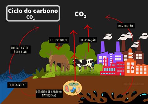 Mapa Mental Do Ciclo Do Carbono Ciclo Do Carbono Cartazes Cristaos Images