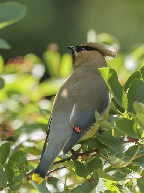 Cedar Waxwing In My Backyard Vancouver Wa Angie Vogel Flickr