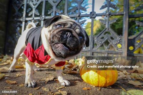 445 Pug Costume Stock Photos, High-Res Pictures, and Images - Getty Images