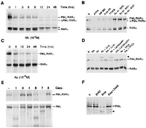 Figure 1 From Retinoic Acid Induces Proteasome Dependent Degradation Of