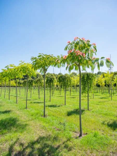 Albizia Julibrissin Ombrella Boubri Van Den Berk Boomkwekerijen