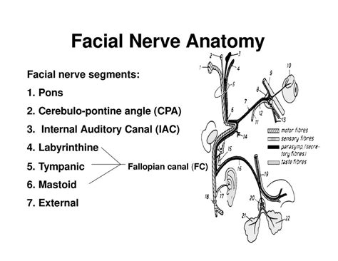 Facial Nerve Dr Badi Aldosari Ppt Download