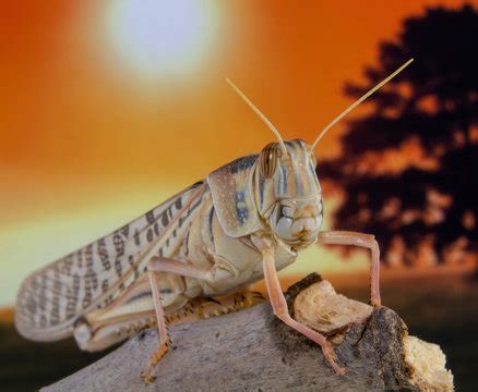 "Giant Grasshopper" Images – Browse 95 Stock Photos, Vectors, and Video ...