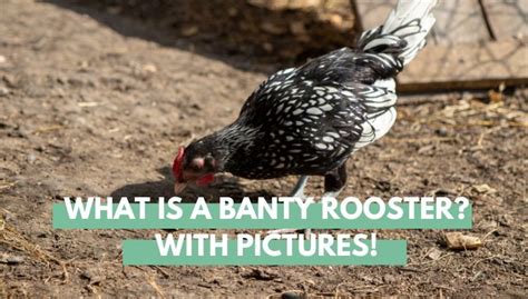 What is a Banty Rooster? With Pictures! - Eco Peanut