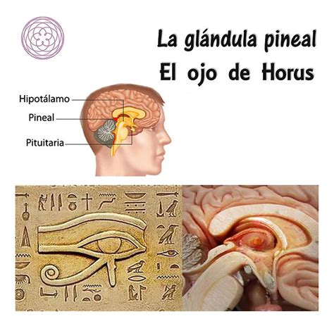 Incompatible Producci N Cadena Funcion De Las Glandulas Pineal Lanzador