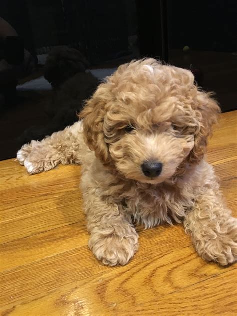 F1b Miniature Goldendoodle Chet Rees