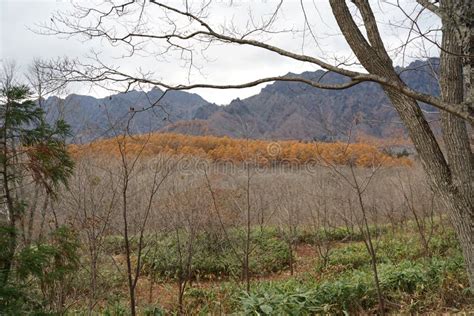 Beautiful Autumn Landscape the Japanese Mountain with Plants Stock ...