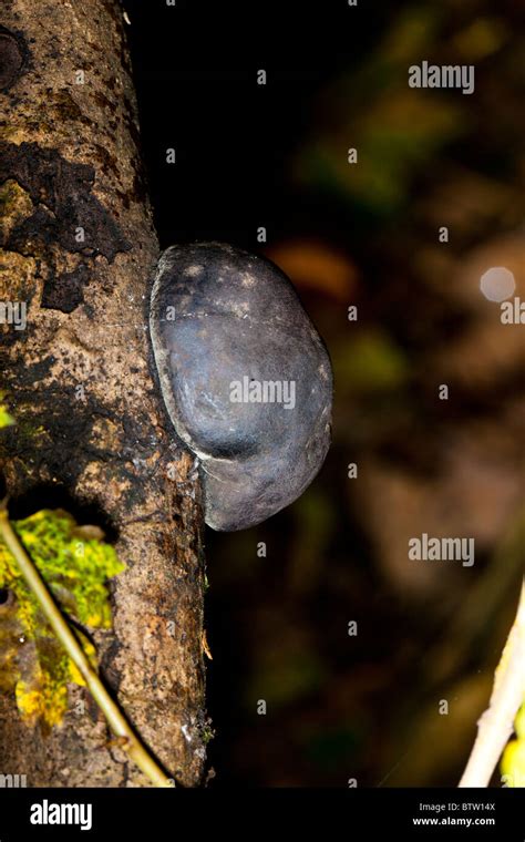 King Alfred S Cakes Daldinia Concentrica Stock Photo Alamy