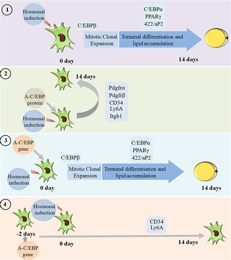 Frontiers Transient Delivery Of A C EBP Protein Perturbs