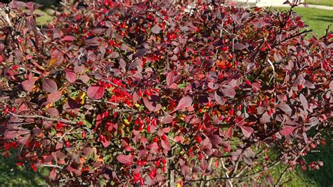 How To Grow And Care For Barberry Easy Way To Garden